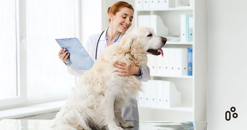 Förderung des Tierschutzes durch elektrische Tierarzttische